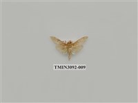 藏品(螟蛾102)的圖片